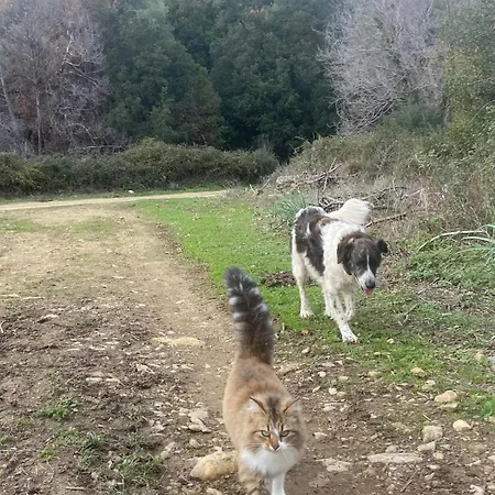 Le Nid Des Crinieres Vagabondes Oletta (Corsica)