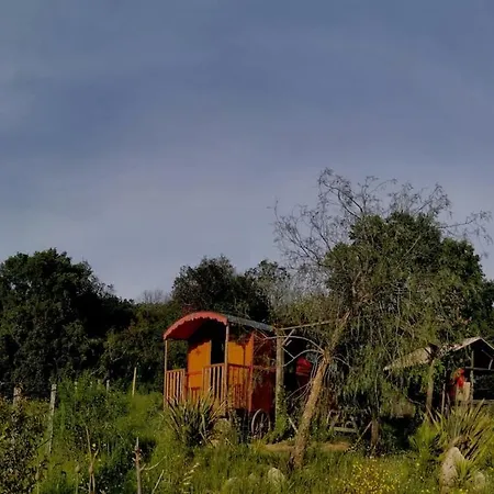 Le Nid Des Crinieres Vagabondes *