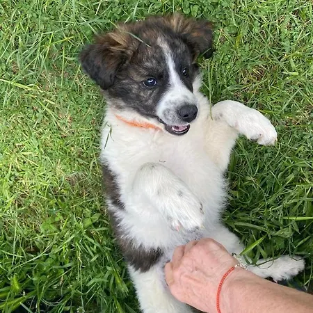 Domek alpejski Le Nid Des Crinieres Vagabondes *