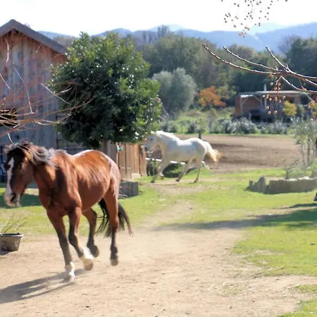 Domek alpejski Le Nid Des Crinieres Vagabondes