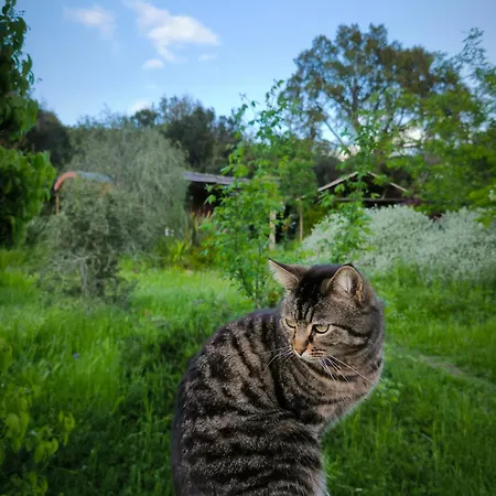 Le Nid Des Crinieres Vagabondes Domek alpejski