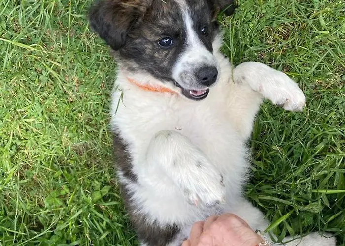 Chalet Le Nid Des Crinières Vagabondes *