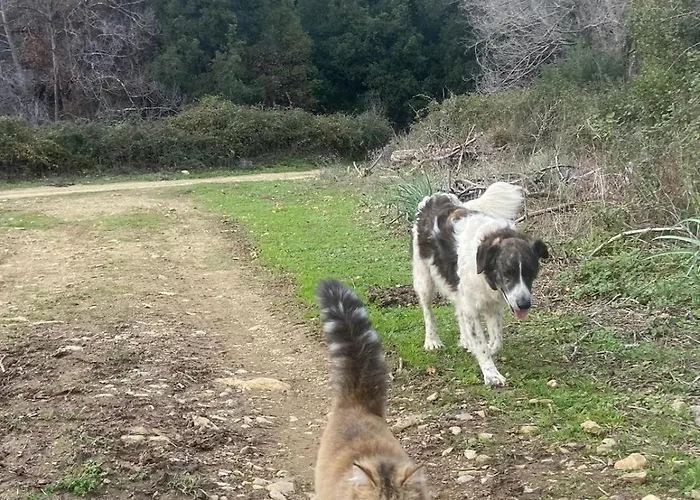 Le Nid Des Crinières Vagabondes Oletta (Corsica)