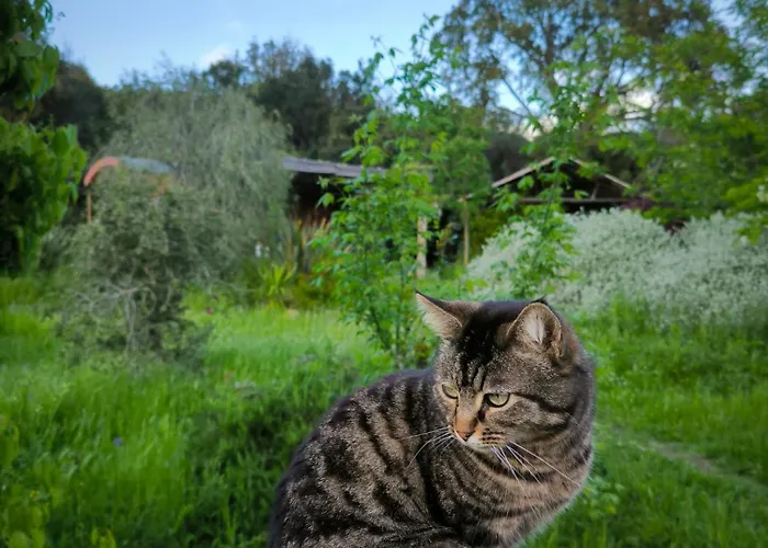 Le Nid Des Crinieres Vagabondes Alpehytte